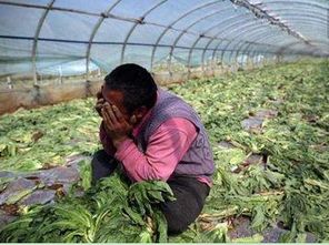 万斤果蔬烂地里，农产品滞销问题出路何在