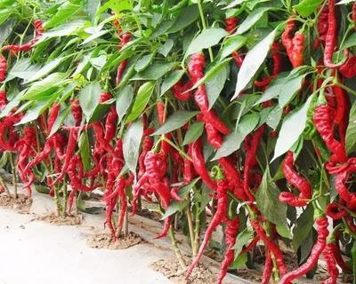 有机农产品标签不可一贴了事，标准与严管理是放心农产品的保障