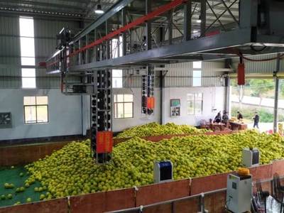 仁化县国家金柚产业集群项目加速推进，分选加工助力长坝沙田柚品质提升