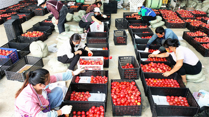 贵州大方 合作社倾力支援抗疫，两天采运20吨西红柿保障农产品供应