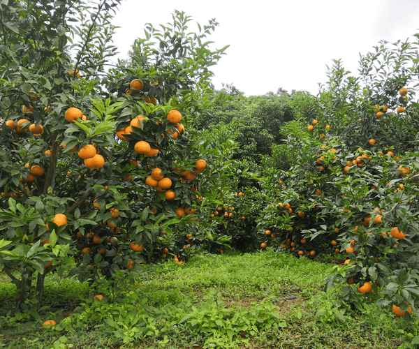橘子树种植园的农产品种植与管理