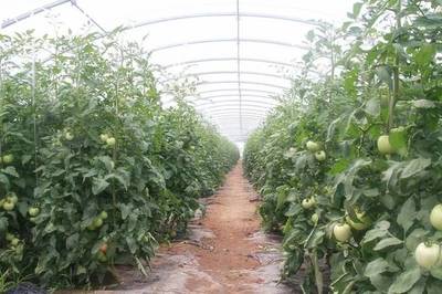 李炎赴野川镇沟南村调研农产品种植情况，推动乡村振兴发展