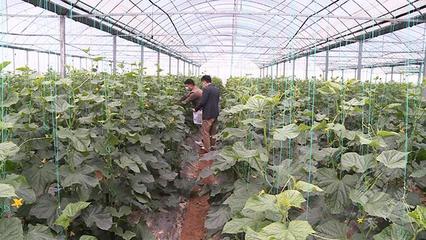 市农业农村局开展“五一”节前农产品质量安全专项检查，确保种植环节安全无忧