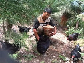 茂县鑫农产品 高原生态种植，安全放心的农产品选择