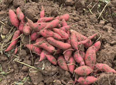 延庆秋收好时节，妫川大地结硕果
