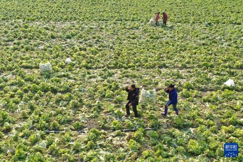 冬季农产品种植丰富菜篮子，保供工作有序推进