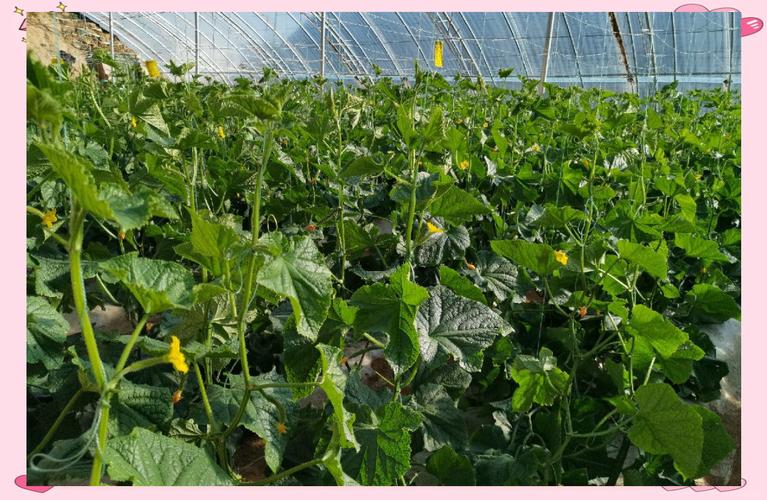 乌审旗寿光模式种植 设施先进，蔬菜品质卓越