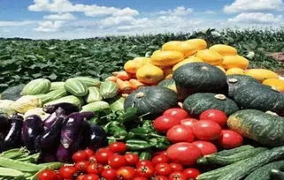 10万亿大农业市场 如何在农产品种植领域抢占先机