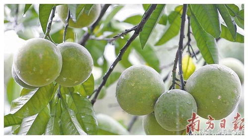 从农业强镇迈向产业强镇 农产品的种植与转型升级之路