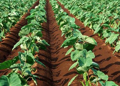 一园生态 一站式有机农产品的绿色种植之道