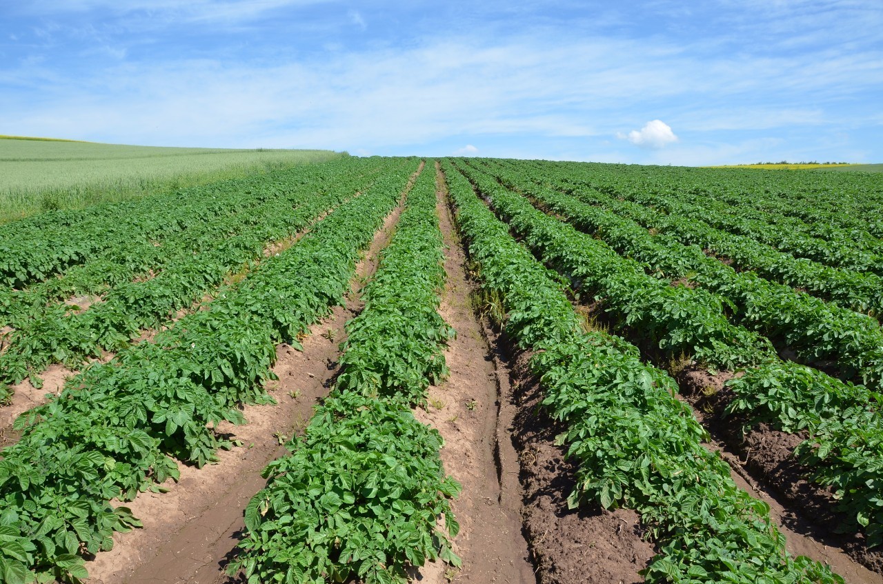 产地食材 | 黑土豆熟粉 西北沃土蕴黑金，农产品的种植与价值