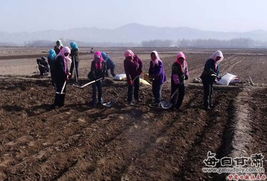 凉州区 调整种植结构，打造绿色农产品生产基地新篇章