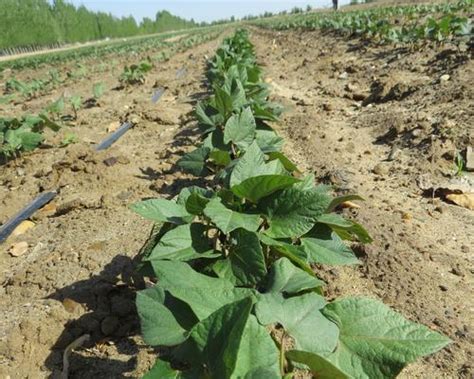 东北饭豆种植指南 最佳时节与技术要点解析