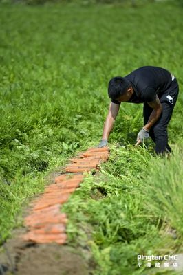 您的胡萝卜正在派送中！平潭千亩胡萝卜喜迎丰收背后的农业密码