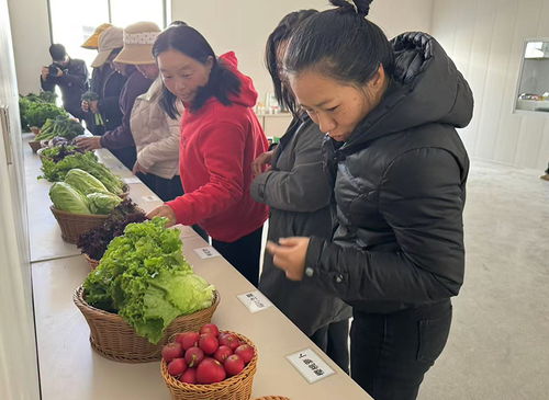 玉溪市通海县黄龙社区设施农业项目落地见效 农产品种植迈上新台阶