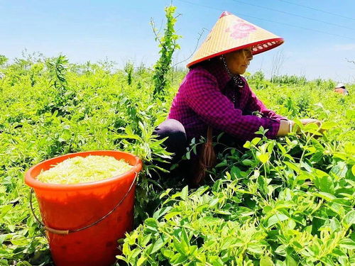 深耕特色沃土 书写乡村振兴富民新篇——淮阴区特色农产品种植助农增收纪实